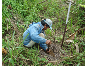 Planting seedlings